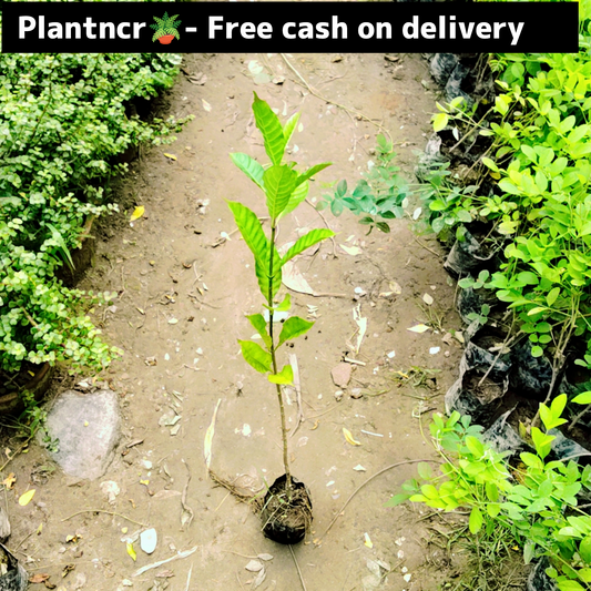 Gardenia (double chandani) in 4 inch polybag Plantncr