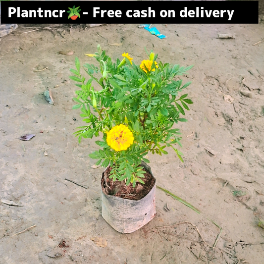 Marigold (Jafri) seasonal flower plant in 4 inch polybag Plantncr