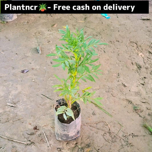 Marigold double flower plant in 4 inch polybag Plantncr