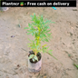 Marigold double flower plant in 4 inch polybag Plantncr