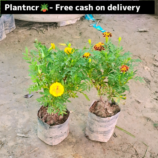 Marigold Jafri (set of 2 )in 4 inch polybag&nbsp; Plantncr
