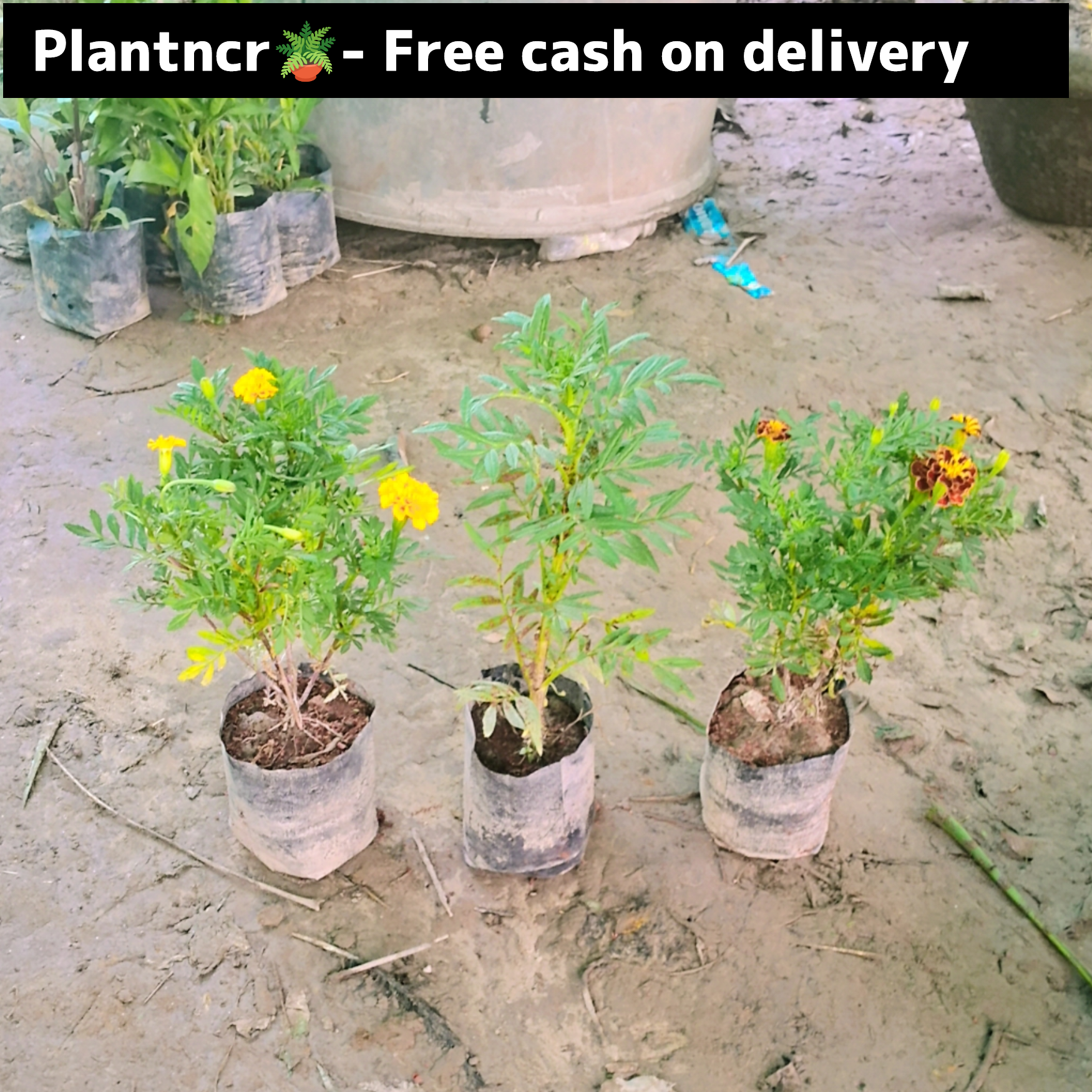 Marigold (set of 3) in 4 inch polybag – Plantncr