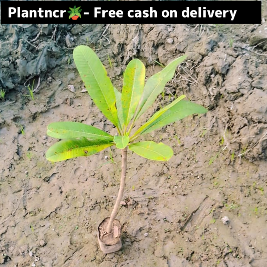 Champa flower plant in 4 inch polybag Plantncr