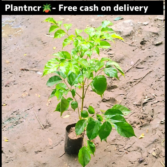 China Doll (Rademachera )plant in 4-inch nursery polybag Plantncr