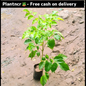 China Doll (Rademachera )plant in 4-inch nursery polybag Plantncr