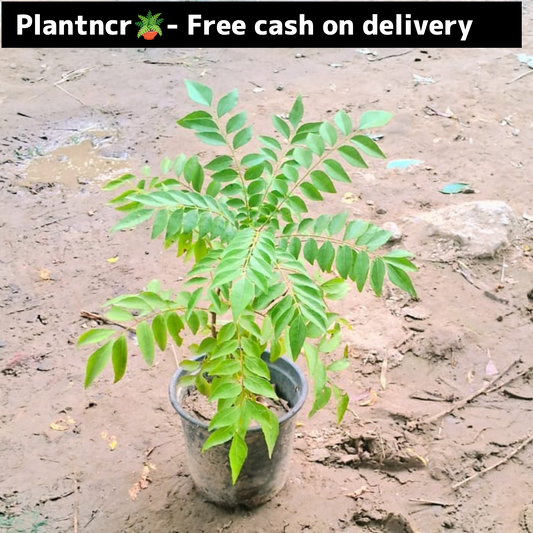 Curry leaf plant (kadhi patta ,meetha neem) in 4 inch polybag Plantncr