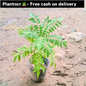 Curry leaf plant (kadhi patta ,meetha neem) in 4 inch polybag Plantncr