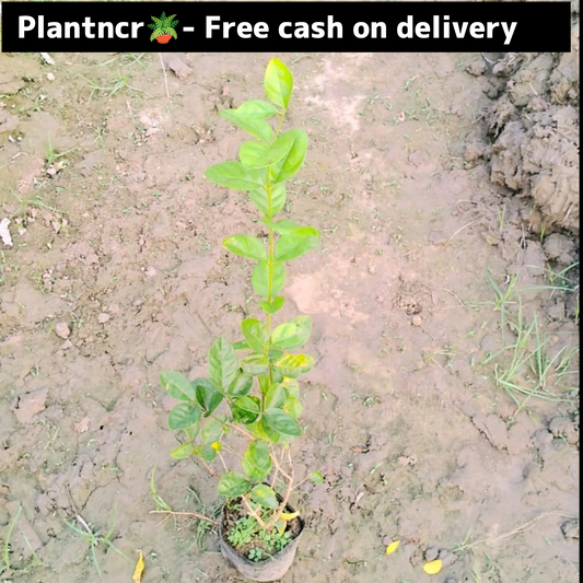 Motia / Mogra White flower plant in 4 Inch polybag Plantncr