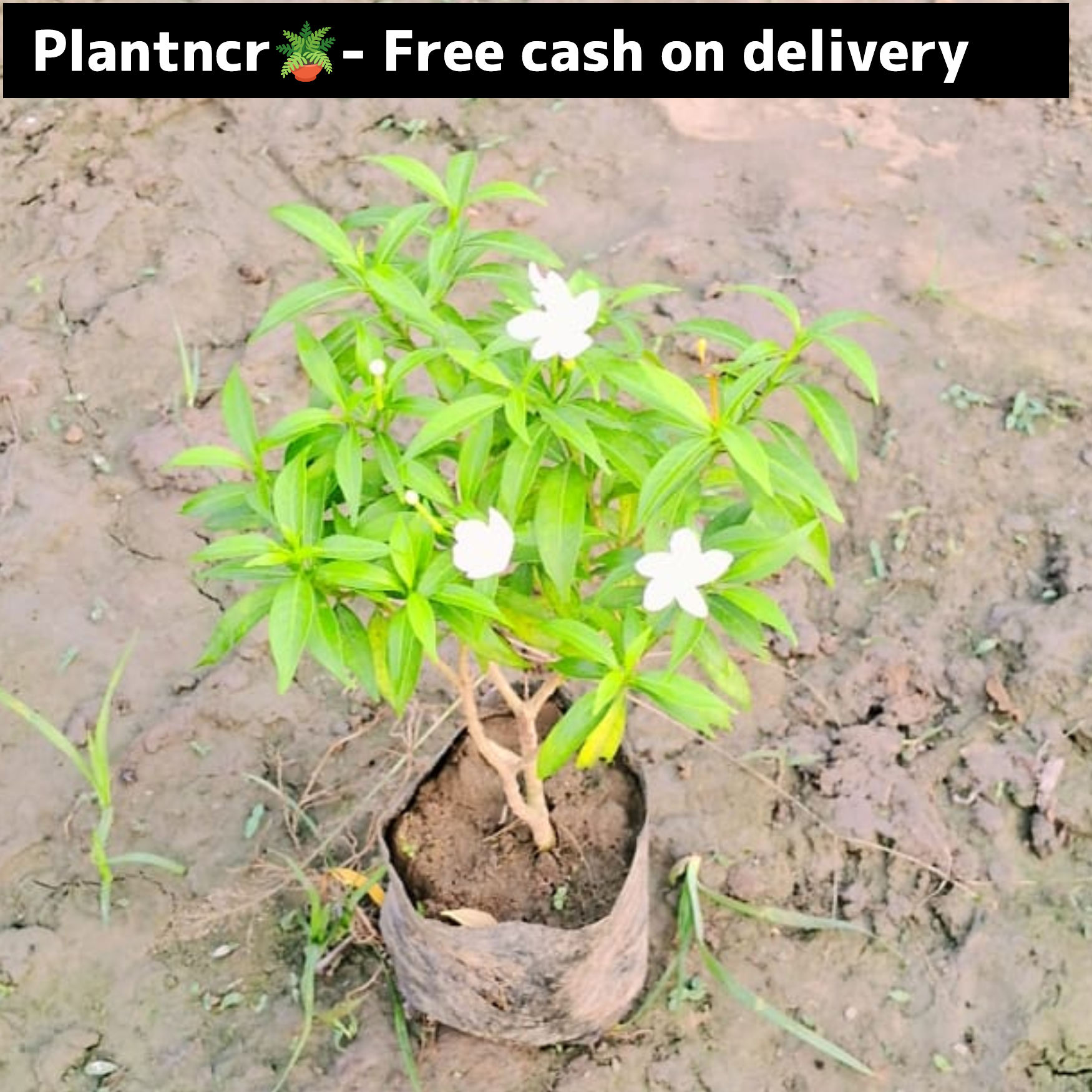 Dwarf chandani in 4 inch polybag (Copy) Plantncr
