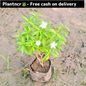 Dwarf chandani in 4 inch polybag (Copy) Plantncr