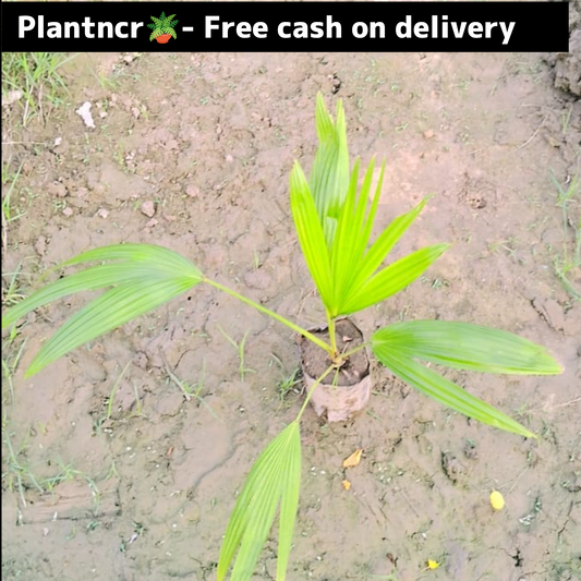 China Palm (desi) plant in 4 inch polybag Plantncr