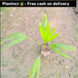China Palm (desi) plant in 4 inch polybag Plantncr