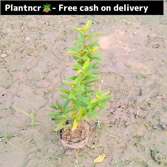 Guava( Chinese dwarf )plant in 4 inch polybag Plantncr