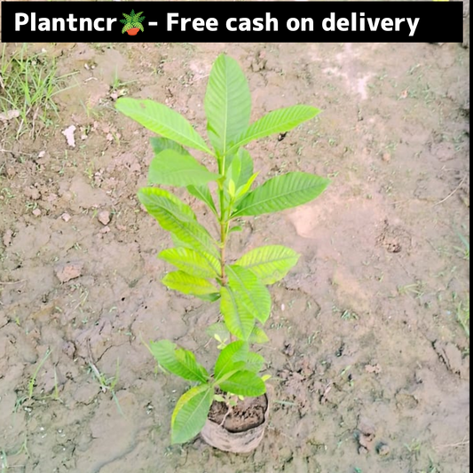 Gardenia (double chandani) in 4 inch polybag Plantncr