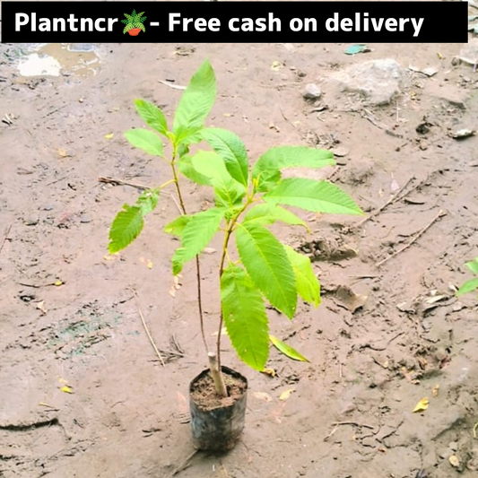 Tecoma (Gori chori) plant in 4 inch polybag Plantncr