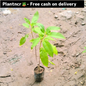 Tecoma (Gori chori) plant in 4 inch polybag Plantncr