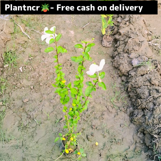 Hibiscuc white flower plant in 6 inch polybag Plantncr