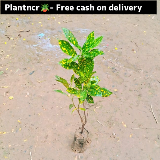 Garden Croton plant in 4 inch polybag Plantncr