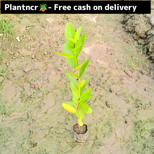 Guava  plant in 4 inch polybag Plantncr