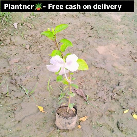 Hibiscus plant in 4 inch polybag Plantncr
