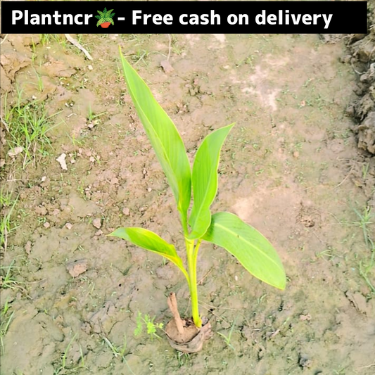 Yellow keli in 4 inch polybag Plantncr