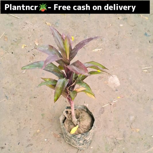 Dracaena Kedarnath in 4 inch polybag Plantncr