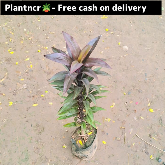 Dracaena Kedarnath in 6 inch polybag Plantncr