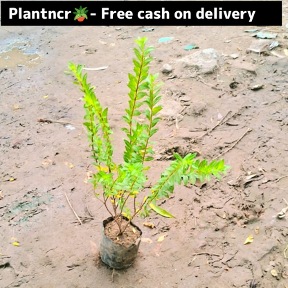 Golden kufiya plant in 4 inch polybag Plantncr