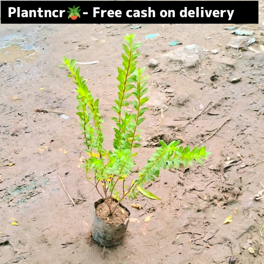 Golden kufiya plant in 4 inch polybag Plantncr
