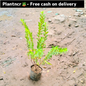 Golden kufiya plant in 4 inch polybag Plantncr