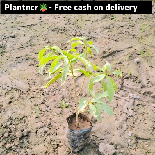 chandani verigated plant in 4 inch polybag Plantncr