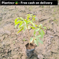 chandani verigated plant in 4 inch polybag Plantncr