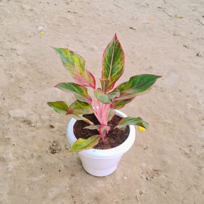 Aglaonema Red Lipstick plant in 6 inch pot