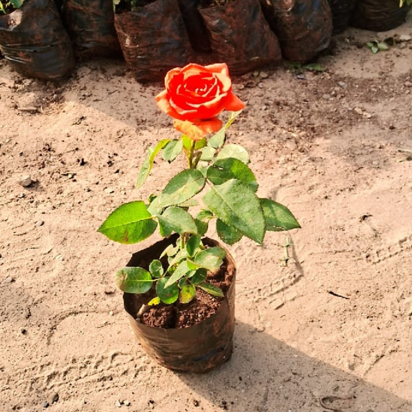 English rose plant (any colour )in 6 inch polybag