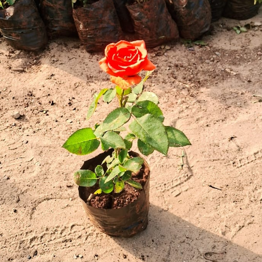 English rose plant (any colour )in 6 inch polybag