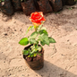 English rose plant (any colour )in 6 inch polybag