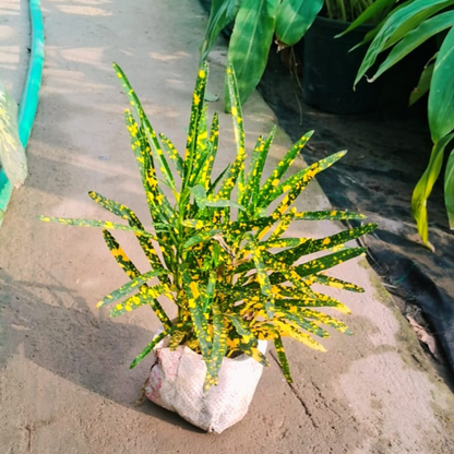 Croton plant in 4 inch polybag