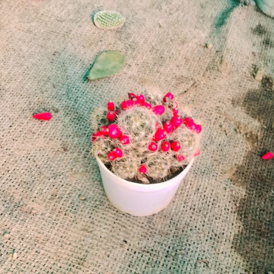 Cactus in 3 inch pot