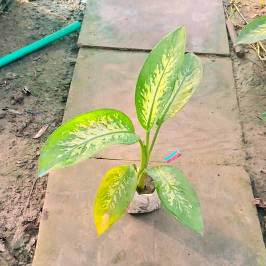 Dieffenbachia Plant in 4 inch nursery bag