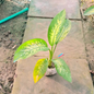Dieffenbachia Plant in 4 inch nursery bag