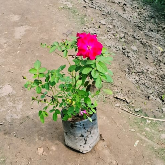 Red Rose plant in 6 Inch polybag