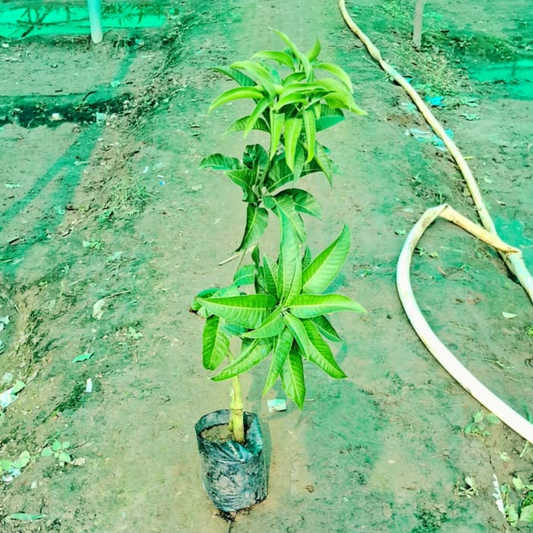Mango (Variety -All Time) Plant in 6 inch nursery bag