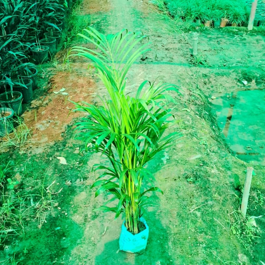 Arica palm in 6  inch nursery bag