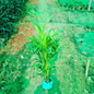 Arica palm in 6  inch nursery bag