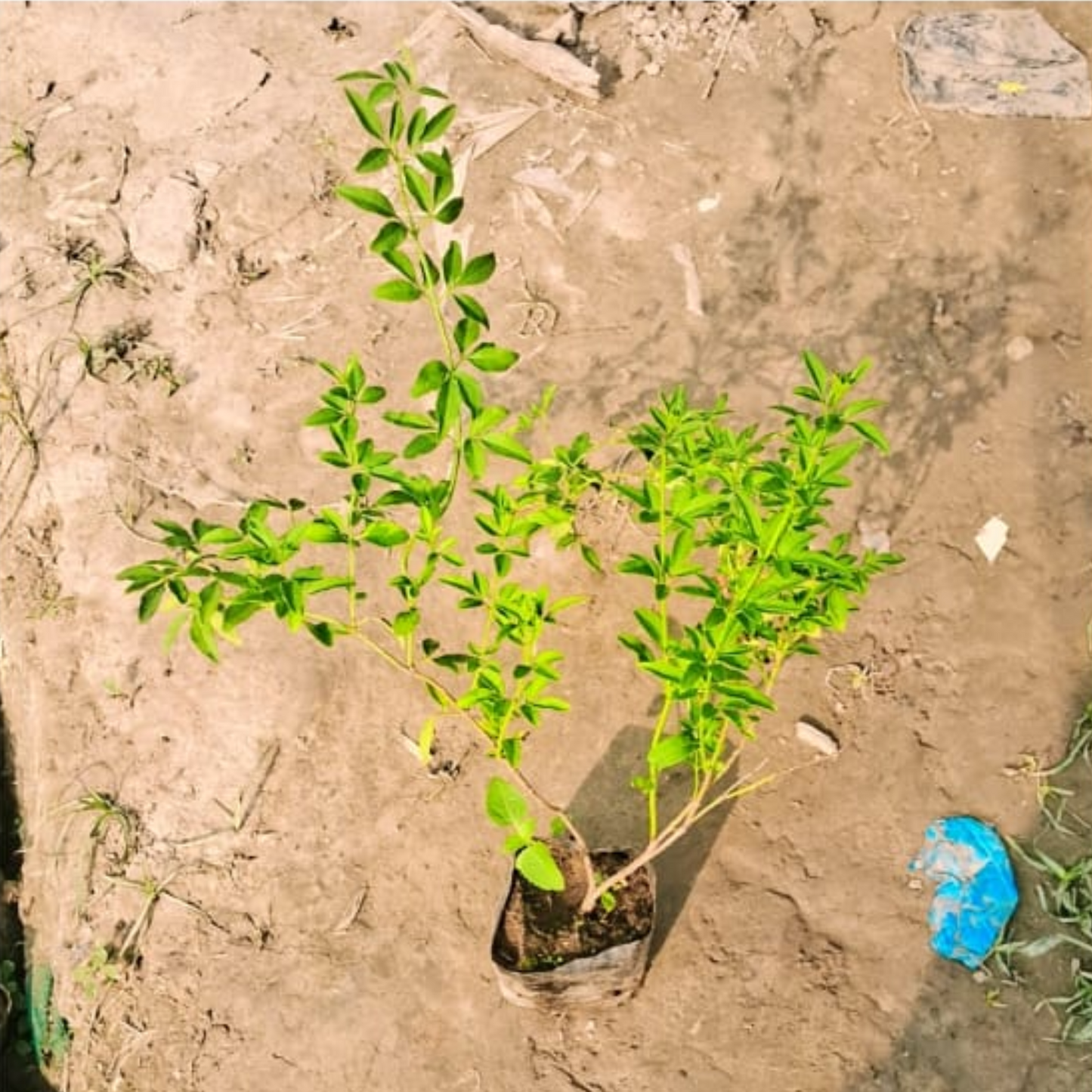 Chameli flower plants in 4 inch nursery bag
