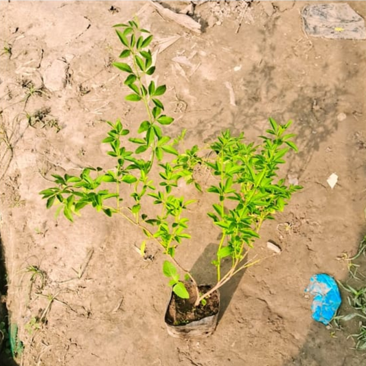 Chameli flower plants in 4 inch nursery bag