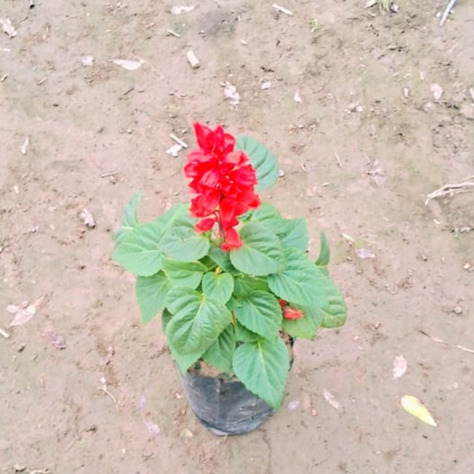 Salvia (Any Colour) in 4 Inch polybag
