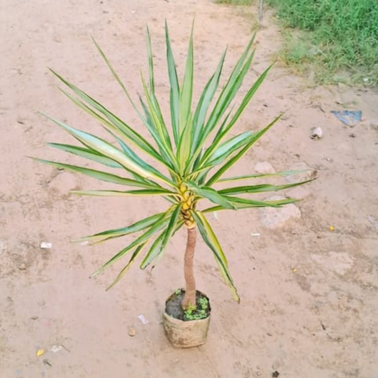Silver yucca plant in 6 inch nursery bag