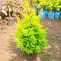 Golden Cypress in 8 Inch Nursery Pot