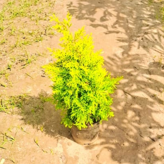 Golden Cypress in 6 Inch Nursery Pot